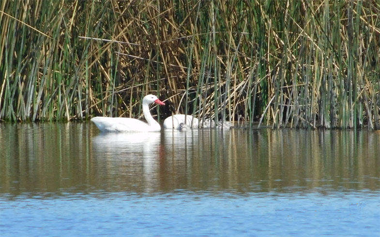 Primer nacimiento de cisnes coscoroba en proyecto de restauración ribereña ERA Sustentable