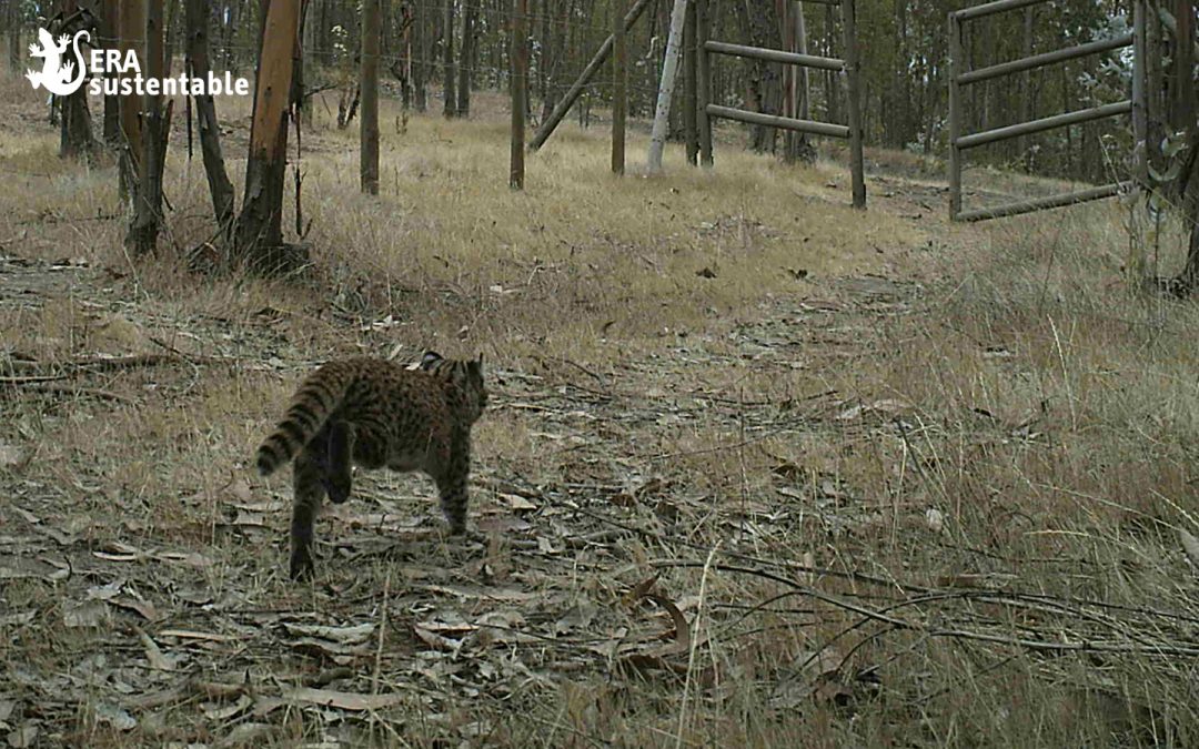 Gato güiña en Puchuncaví: los hallazgos tras la instalación de un corredor biológico ERA Sustentable