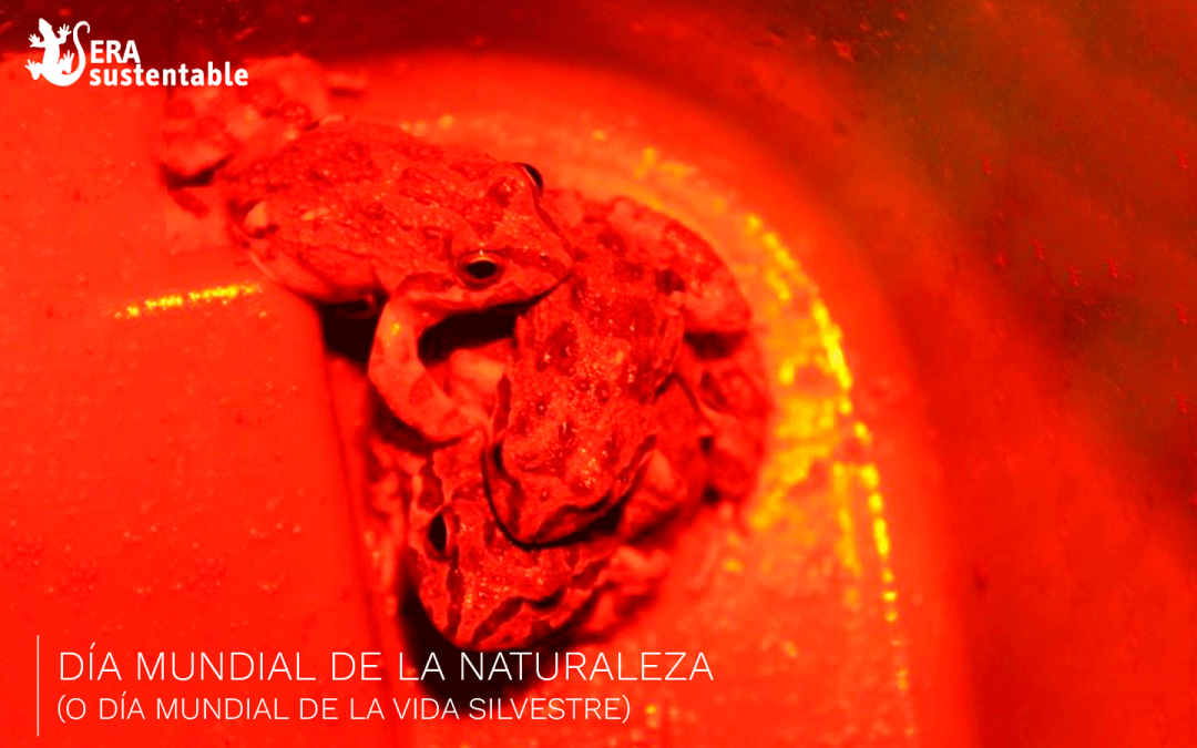 Día Mundial de la Naturaleza: exitosa relocalización de Sapito Cuatro Ojos